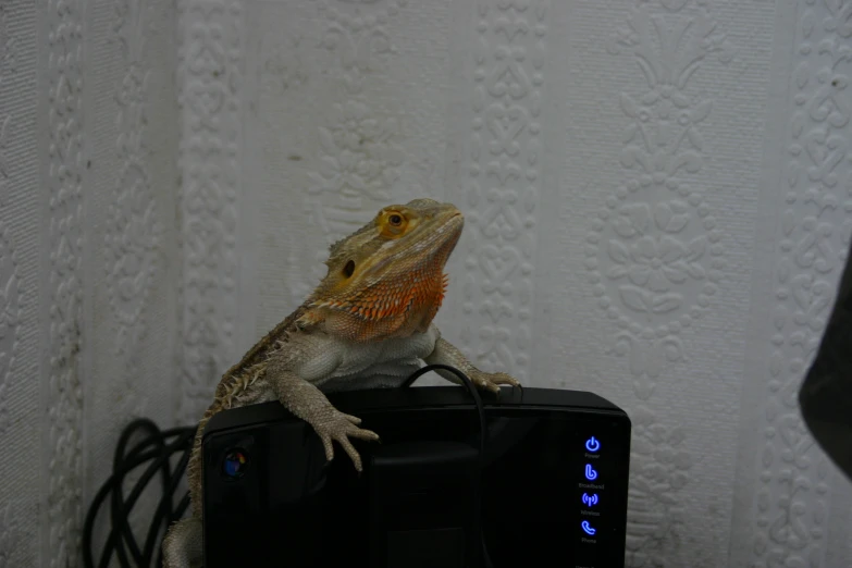 a gecko standing on top of a black television set