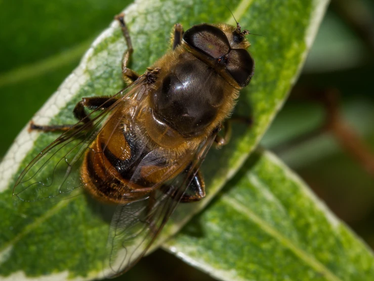 a bee with brown and black stripes sits on a green leaf