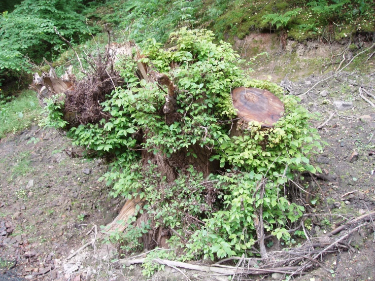 an uprooted tree that is near some grass and a bench