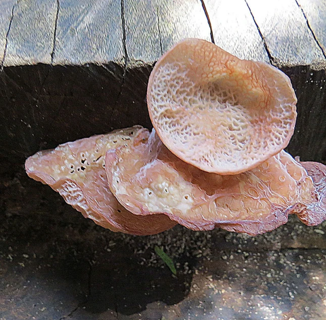 a piece of pink coral sits on a gray background