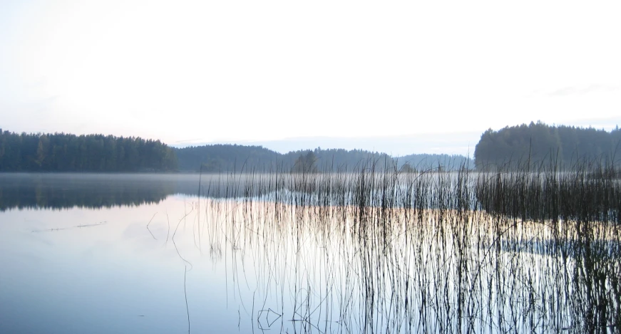 reeds in water and trees on shore in daylight