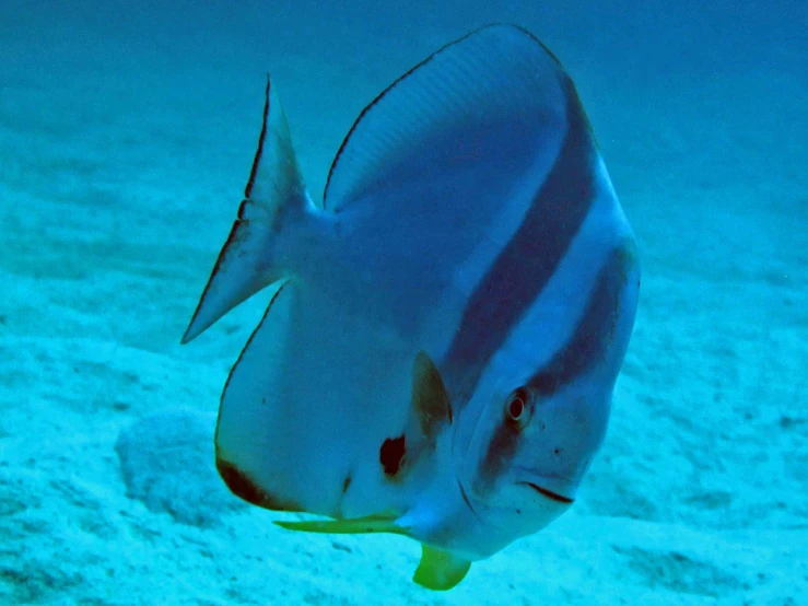 fish swimming in the ocean, taken in underwater view