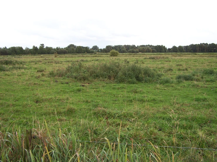 this is a po of a grassy field that appears to be in the middle of a rural setting