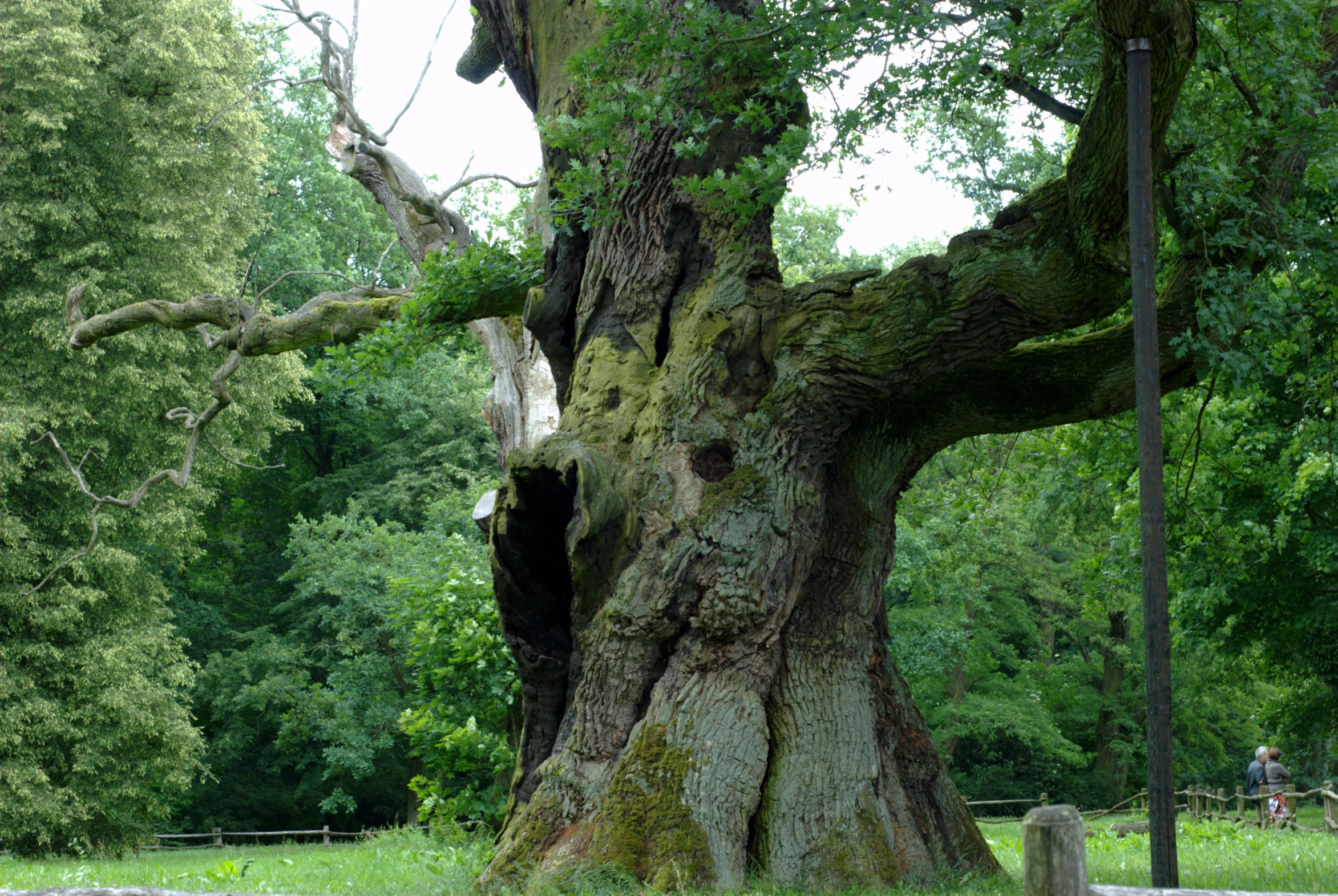 two people are sitting under a large tree