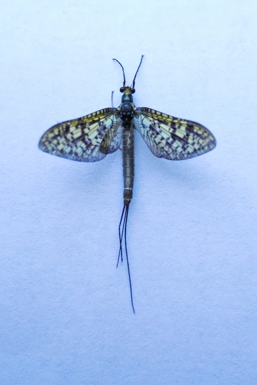 a brown and black insect standing on the white ground