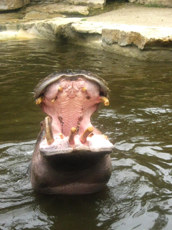 a hippopotamus in its enclosure on a body of water
