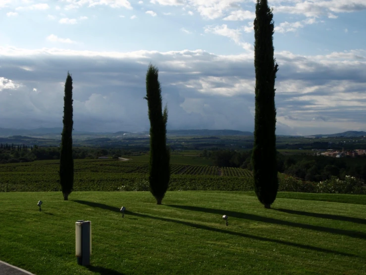 there are three tall trees standing by the grass