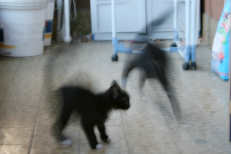 two black cats with long tails in a room