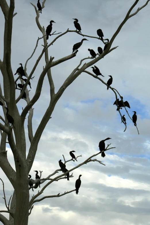 a group of black birds are sitting on a bare tree nch