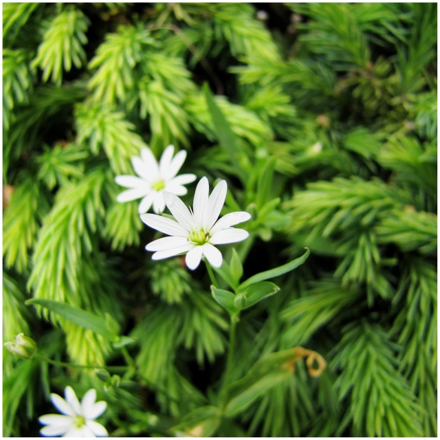 white flowers are pictured against the bright green leaves