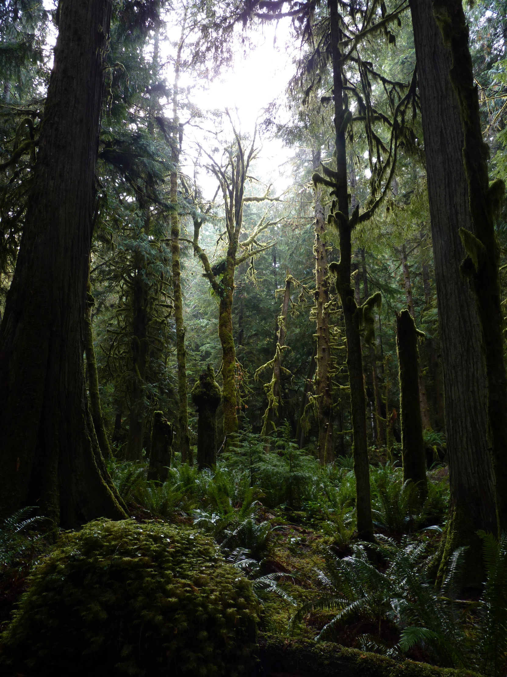 the foggy trees stand on both sides of the green forest