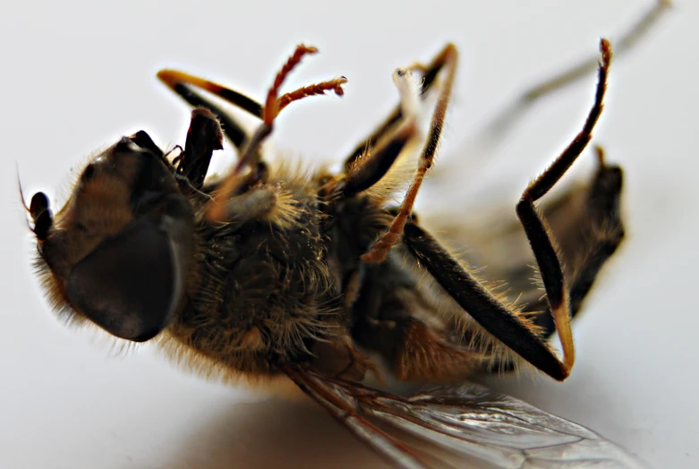 a large brown insect sitting on top of a white table