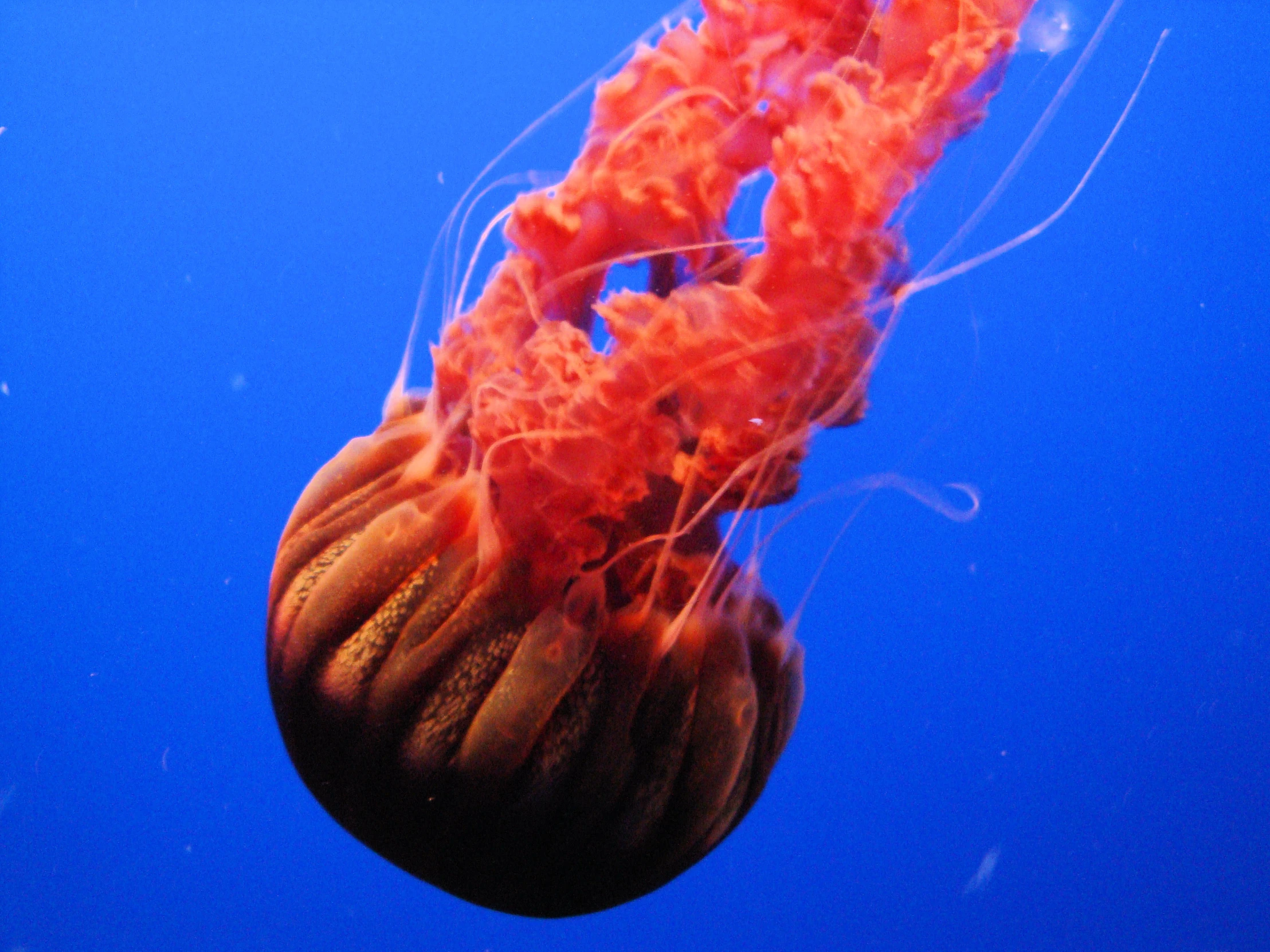 orange jelly in water and under it