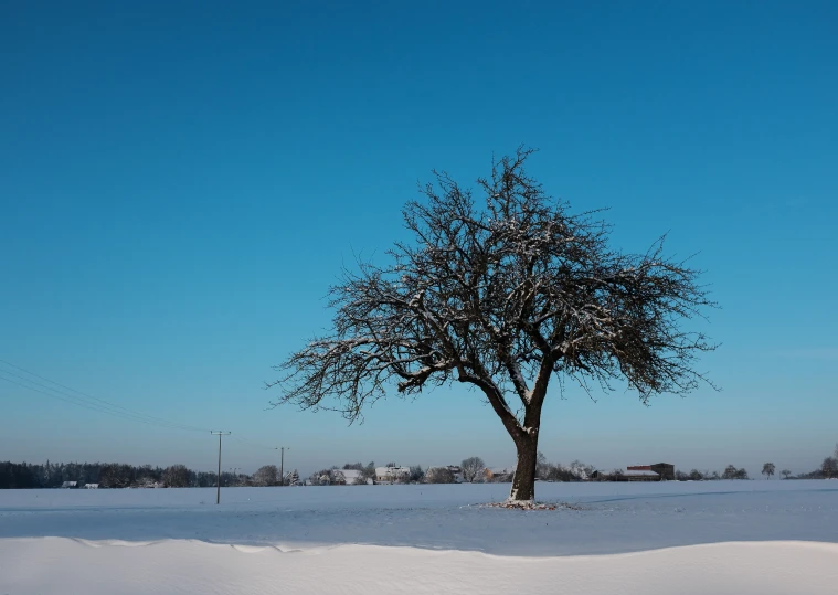 a lone tree in a snowy field under a blue sky