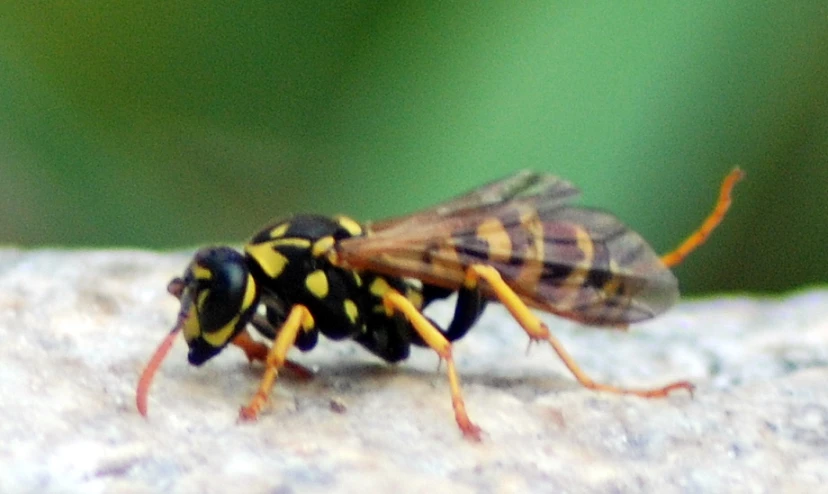 a bug is on the rock, it is yellow and black