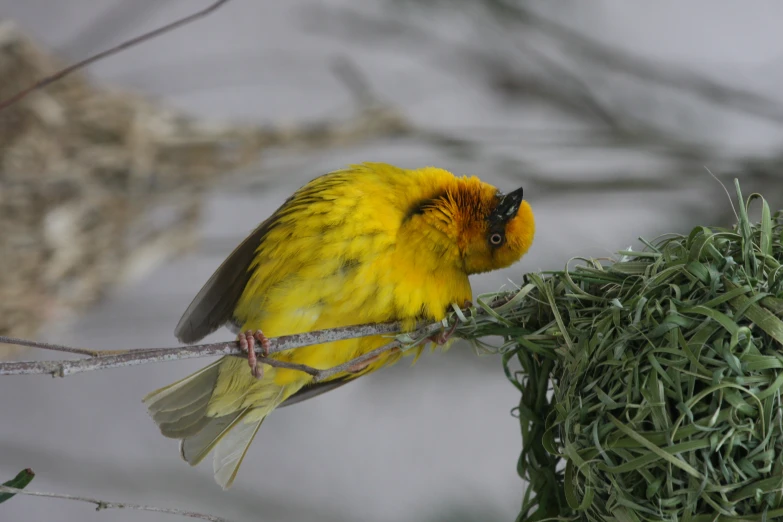 a yellow bird with its head perched on a tree nch