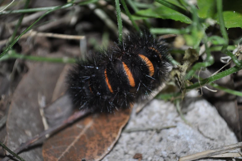 a erfly with orange stripes sitting on a rock