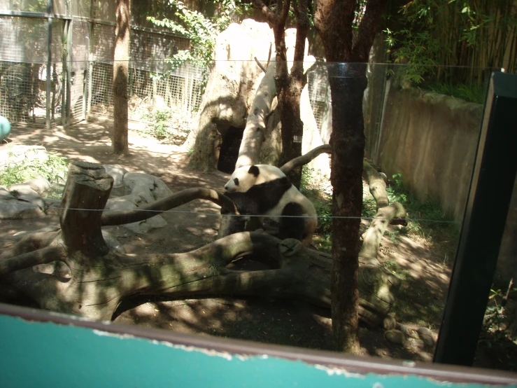 a panda bear sleeping on a tree nch in its habitat