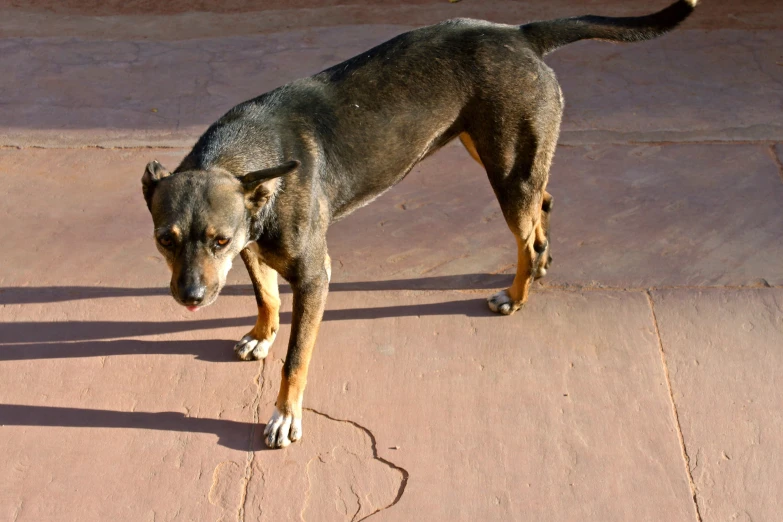 a dog that is standing on concrete near the sun