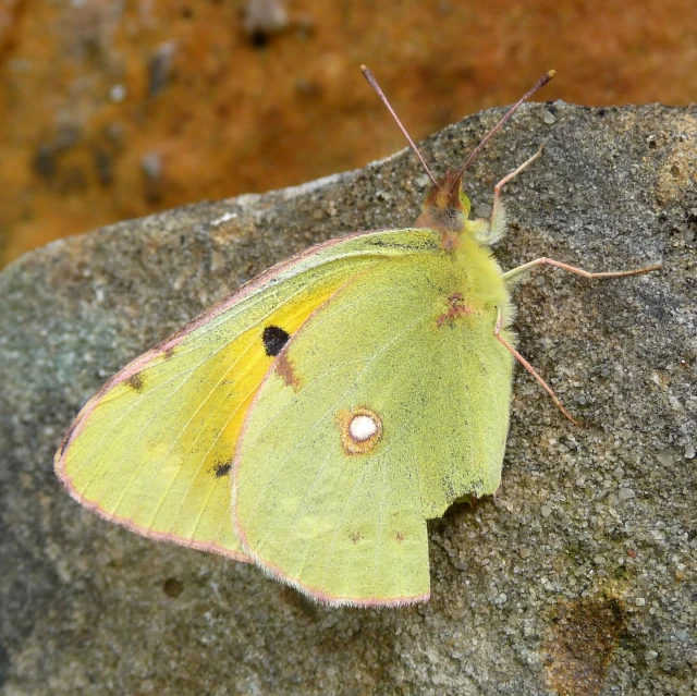 a yellow and black moth sitting on top of a rock