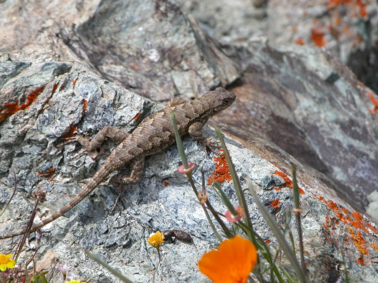 an lizard sits on a rock with a flower