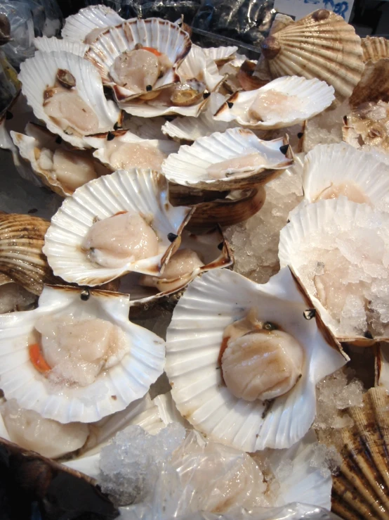 clams fill an array of seashells on ice