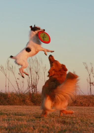 a dog is jumping into the air with a frisbee