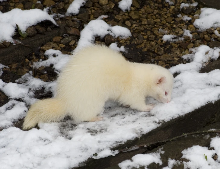 a white and black animal walking in some snow