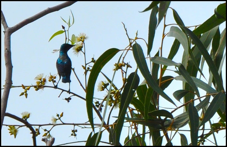 a blue and white bird sitting on the nch of a tree