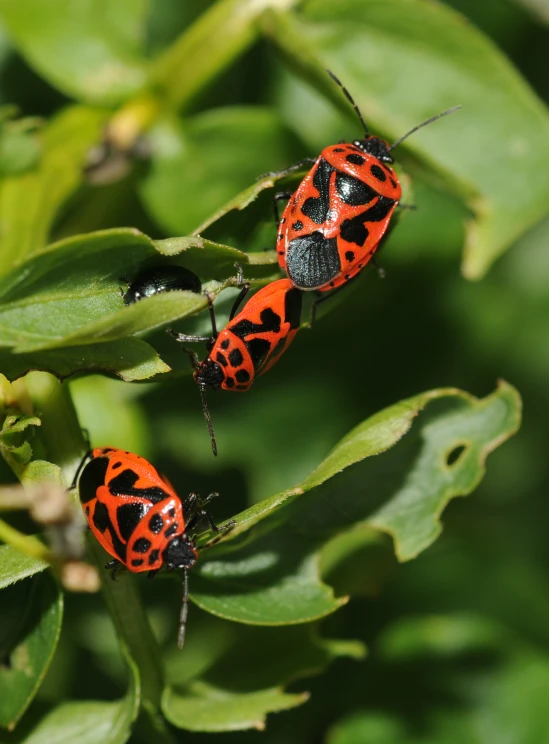 two small orange bugs sitting on top of green leaves