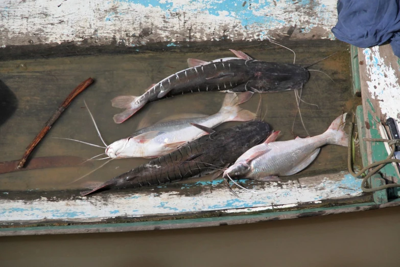 several fish lying on the surface of a body of water