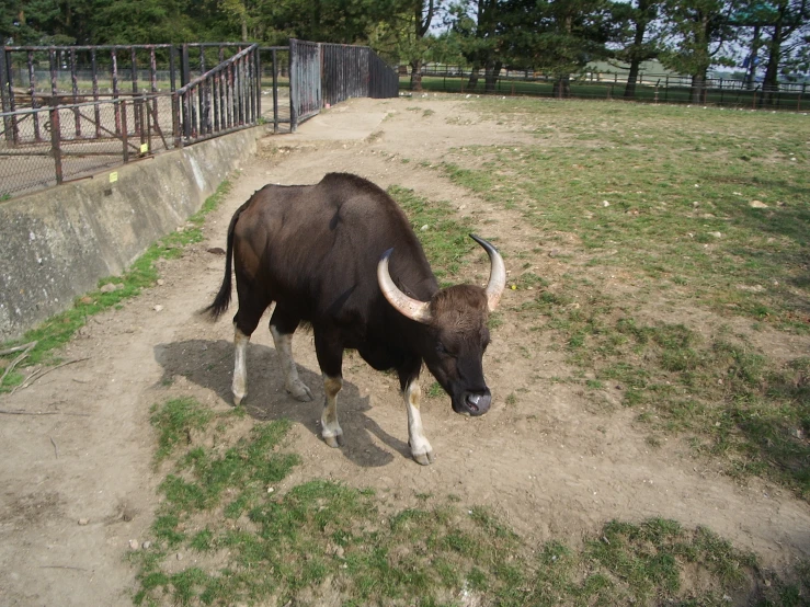 a large black bull standing on top of a dirt field