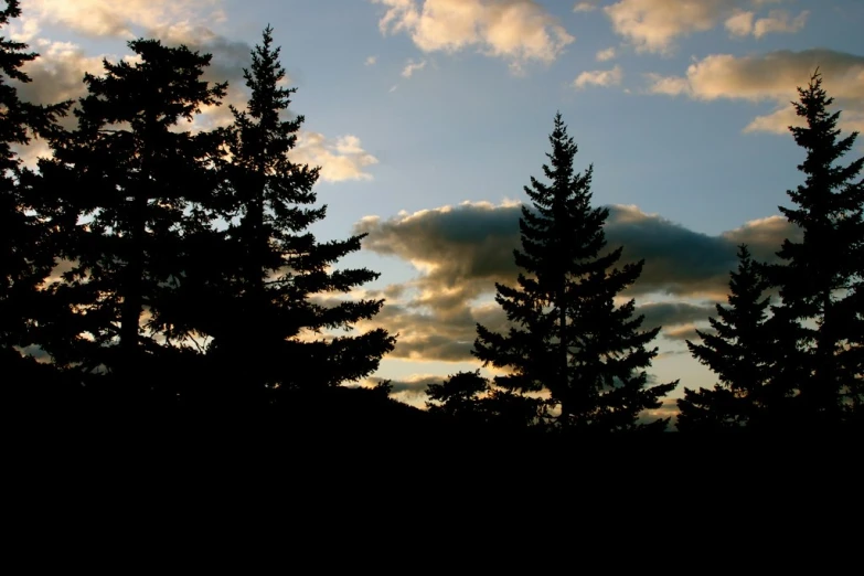 trees and clouds with no clouds on them