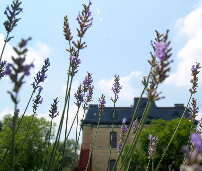 some purple flowers in front of a building