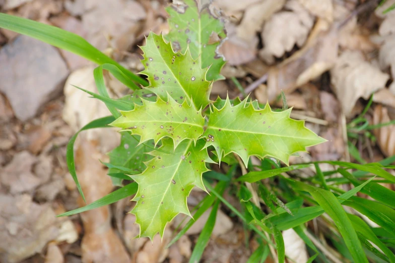 close up view of a leafy plant in the middle of leaves on the ground