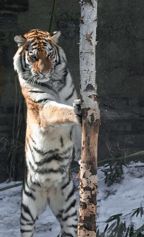 a tiger standing on one arm next to a tree in the snow