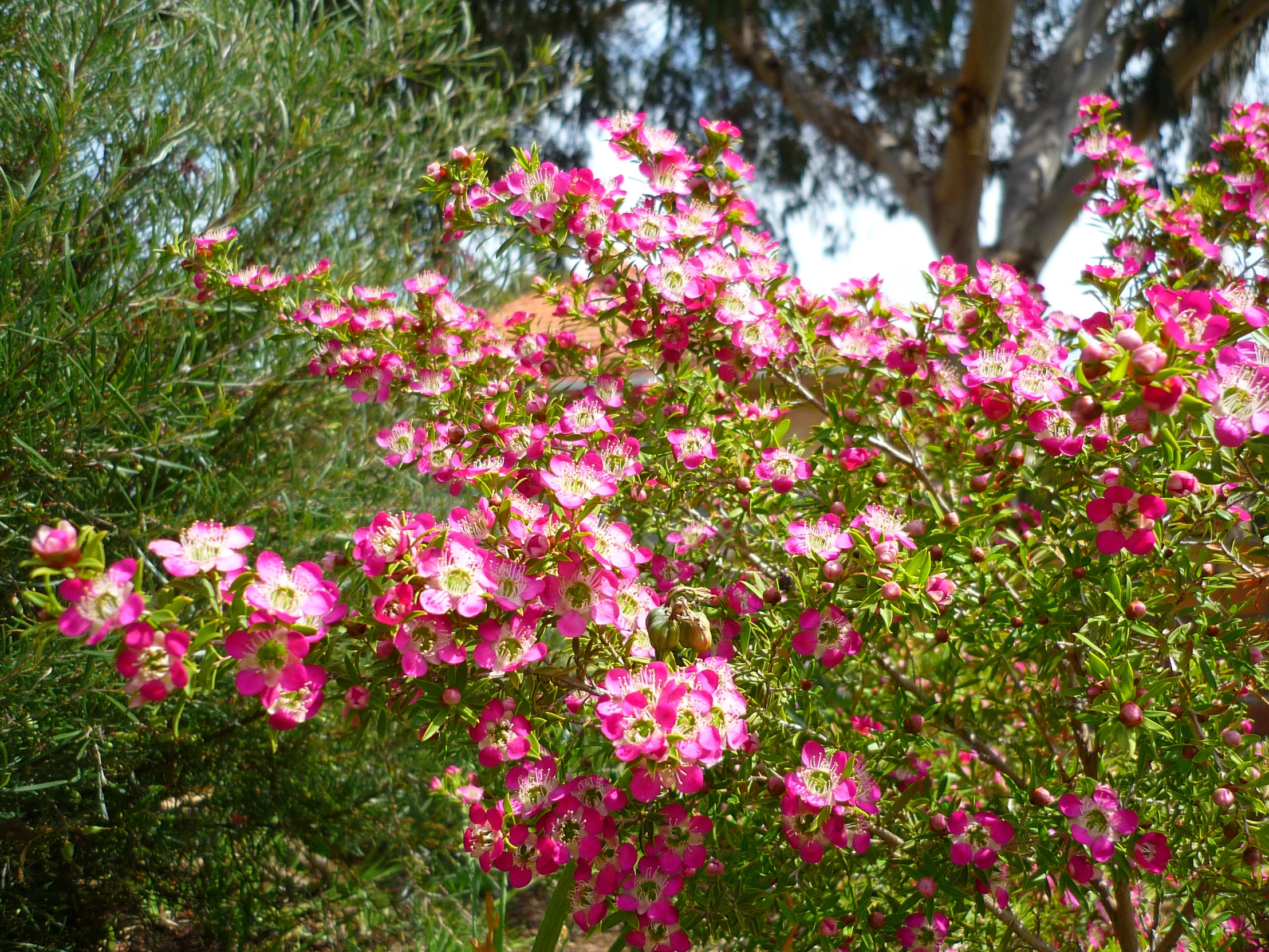 small pink flowers near the green leaves of trees