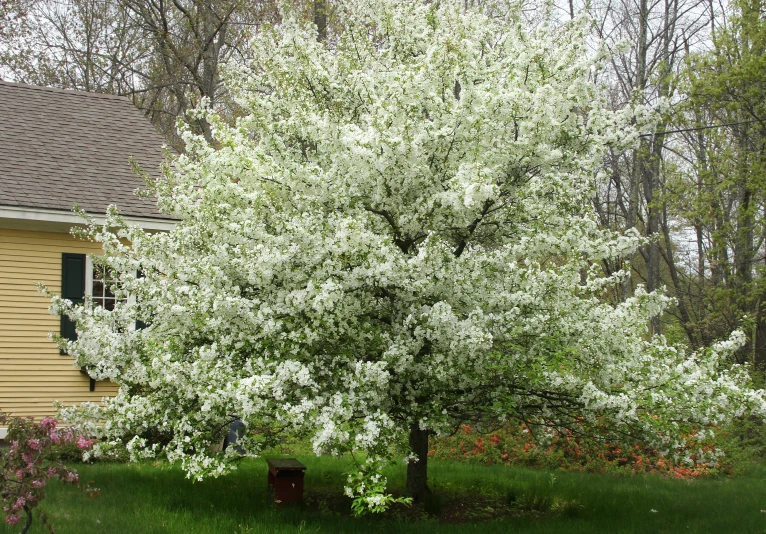 a tree in front of a house with many small shrubs