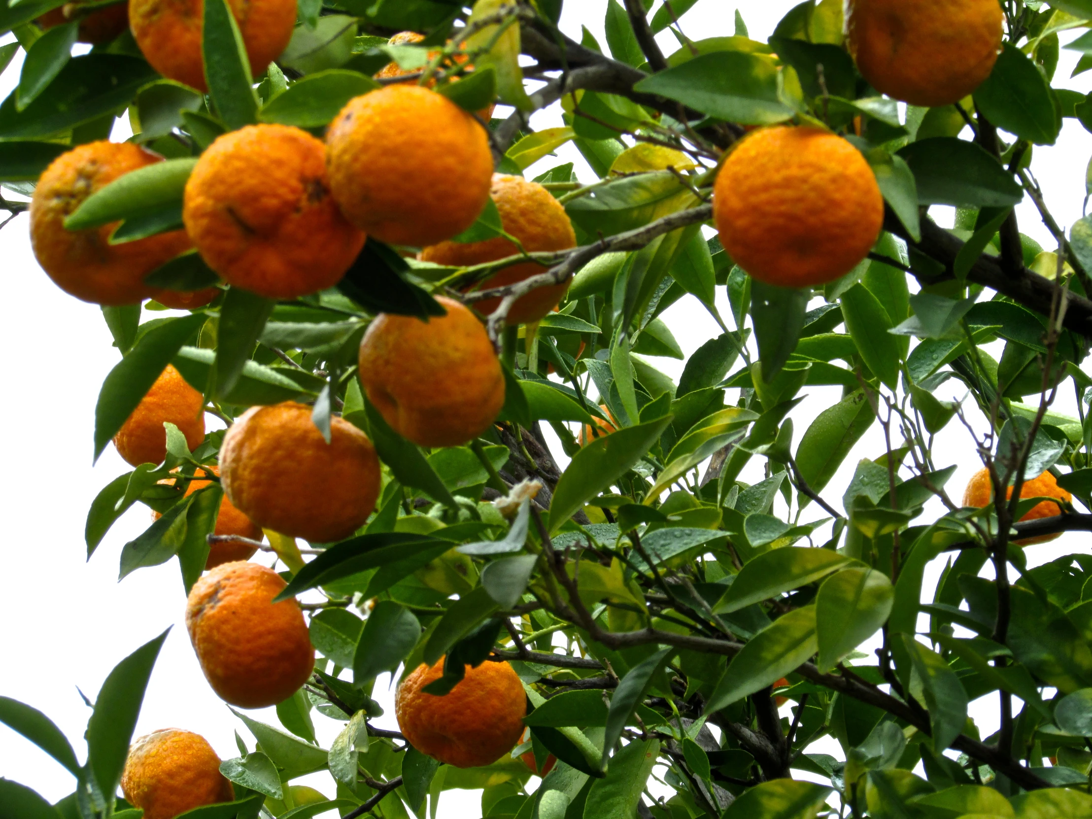 there are many oranges on the tree together