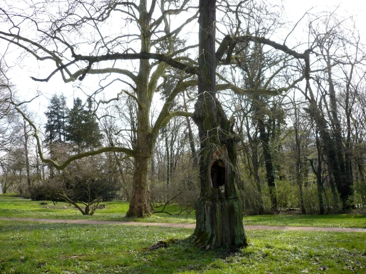 a tree has been cut down in a wooded area