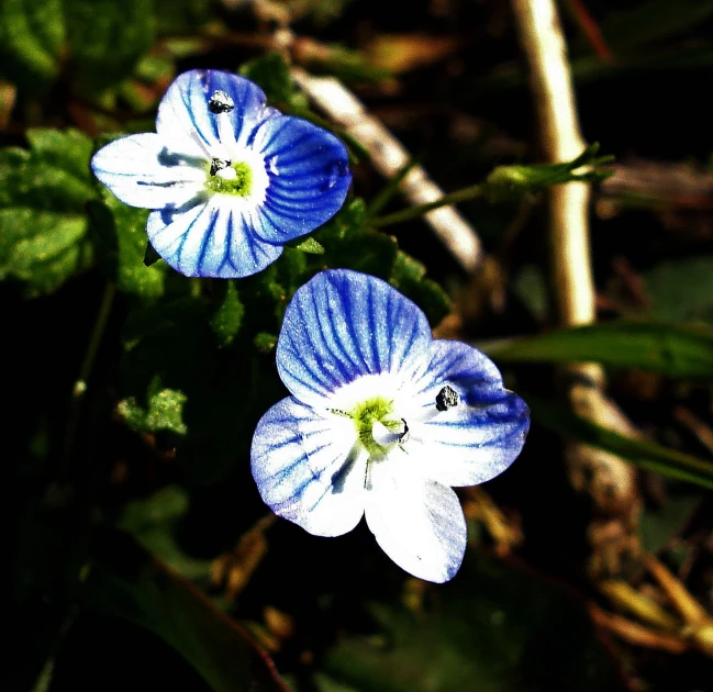 two white flowers sitting next to each other on a field