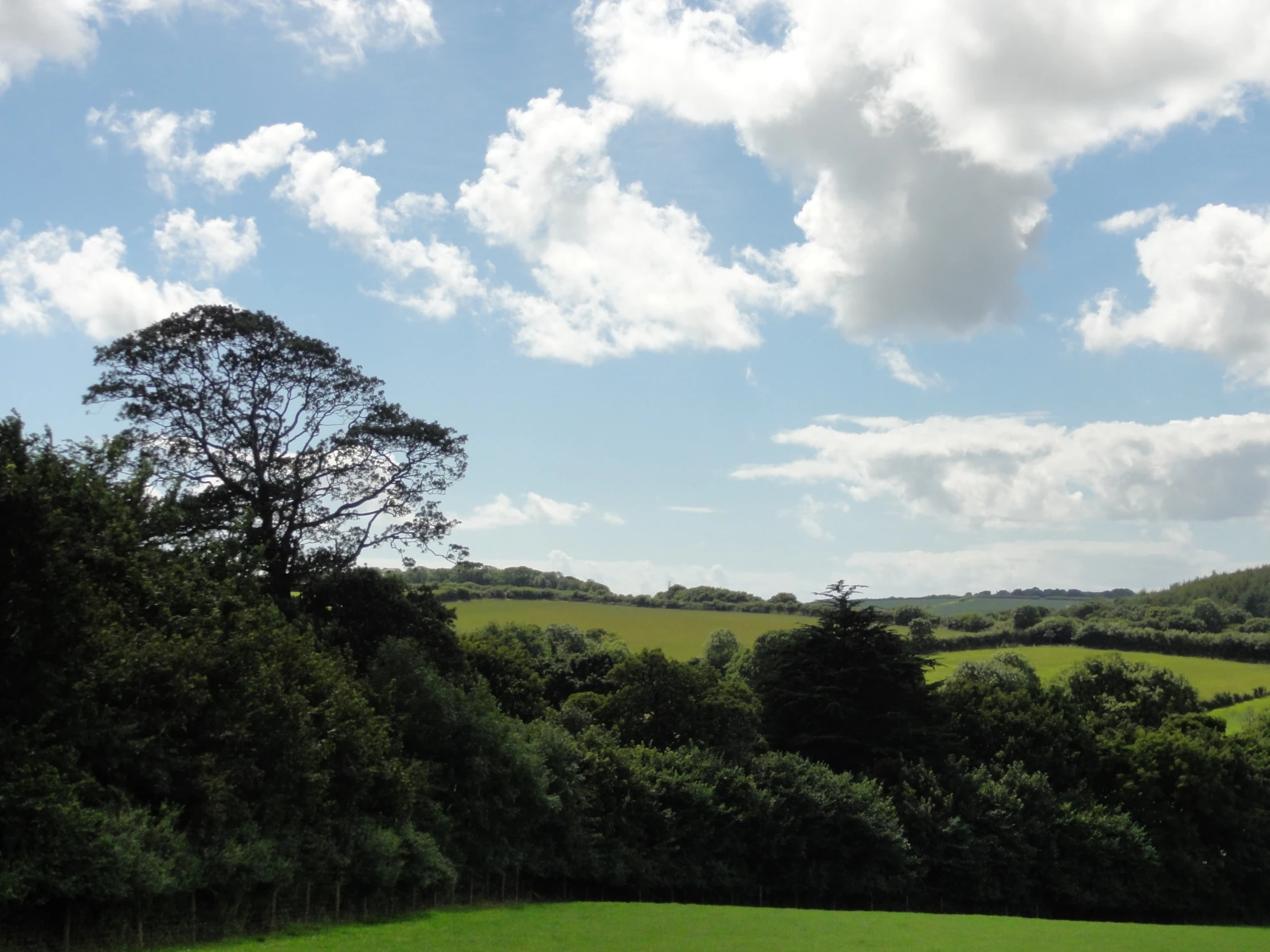 a green field with a tree and grass below