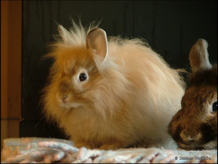 the small rabbit is staring at the little bunny on the rug