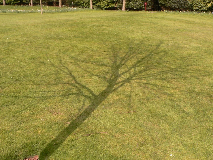 shadow of tree on a grass field with trees in background