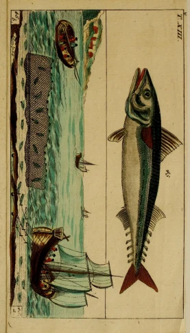 a drawing of two fish jumping out of the water