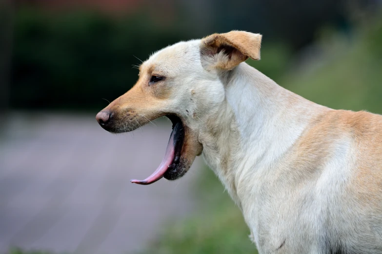 a dog is smiling with its mouth open