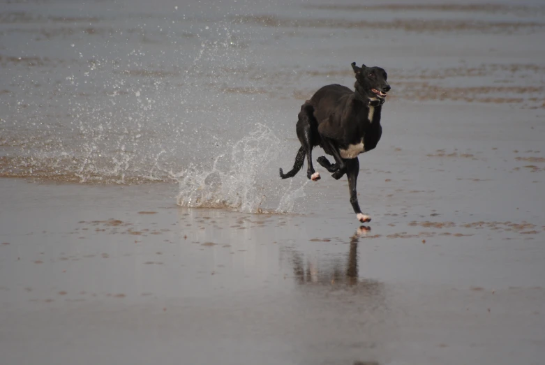 a dog is running along the water at the beach