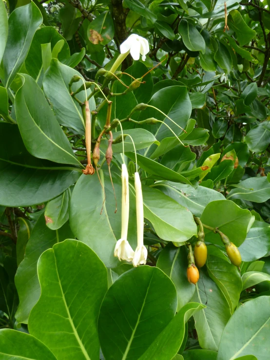 some white flowers on a green tree nch