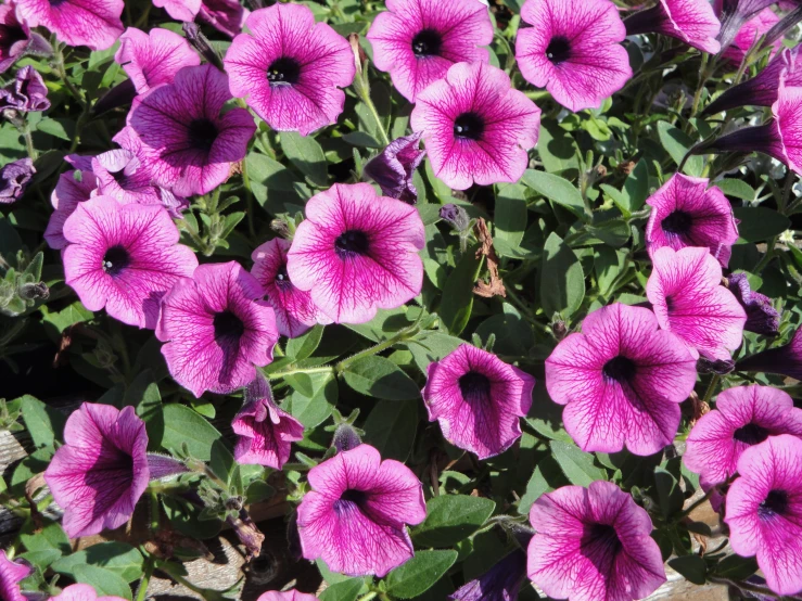 close up of purple flowers growing next to each other