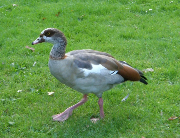a duck walking on the grass near some leaves